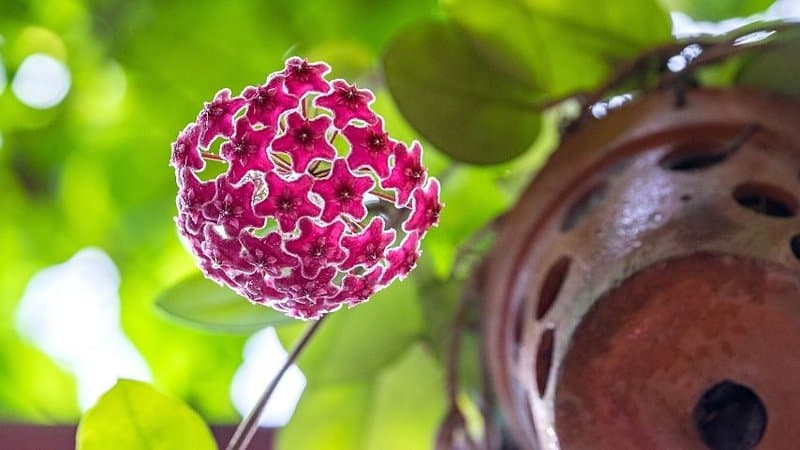 Hoya Carnosa, aka the Wax Plant, known for its green leaves and pink blossoms , is another great plant to grow in a succulent hanging planter