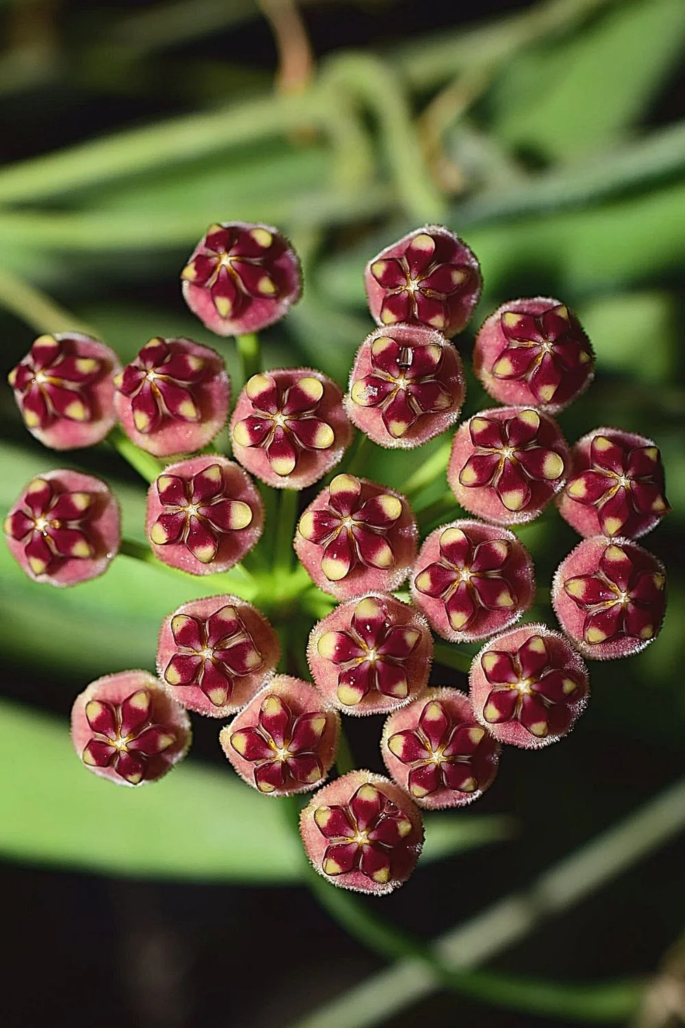 Hoya Wayetii is a plant coming from the Philippines that's great to place indoors, preferably by a northwest-facing window