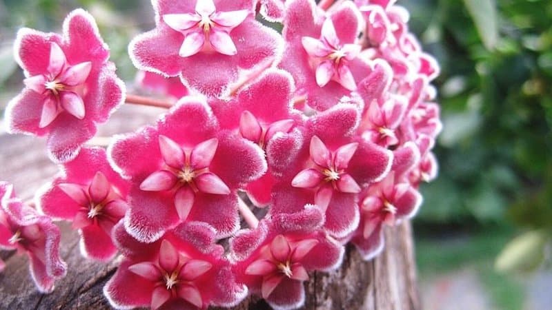Hoya is another great plant that you can grow for your apartment