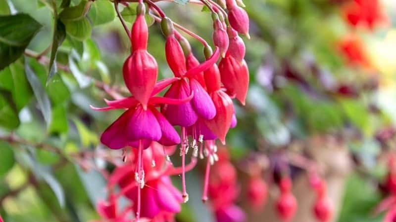 Hummingbird Fuchsia, though grown typically in hanging baskets, can thrive as well when you plant these in window boxes