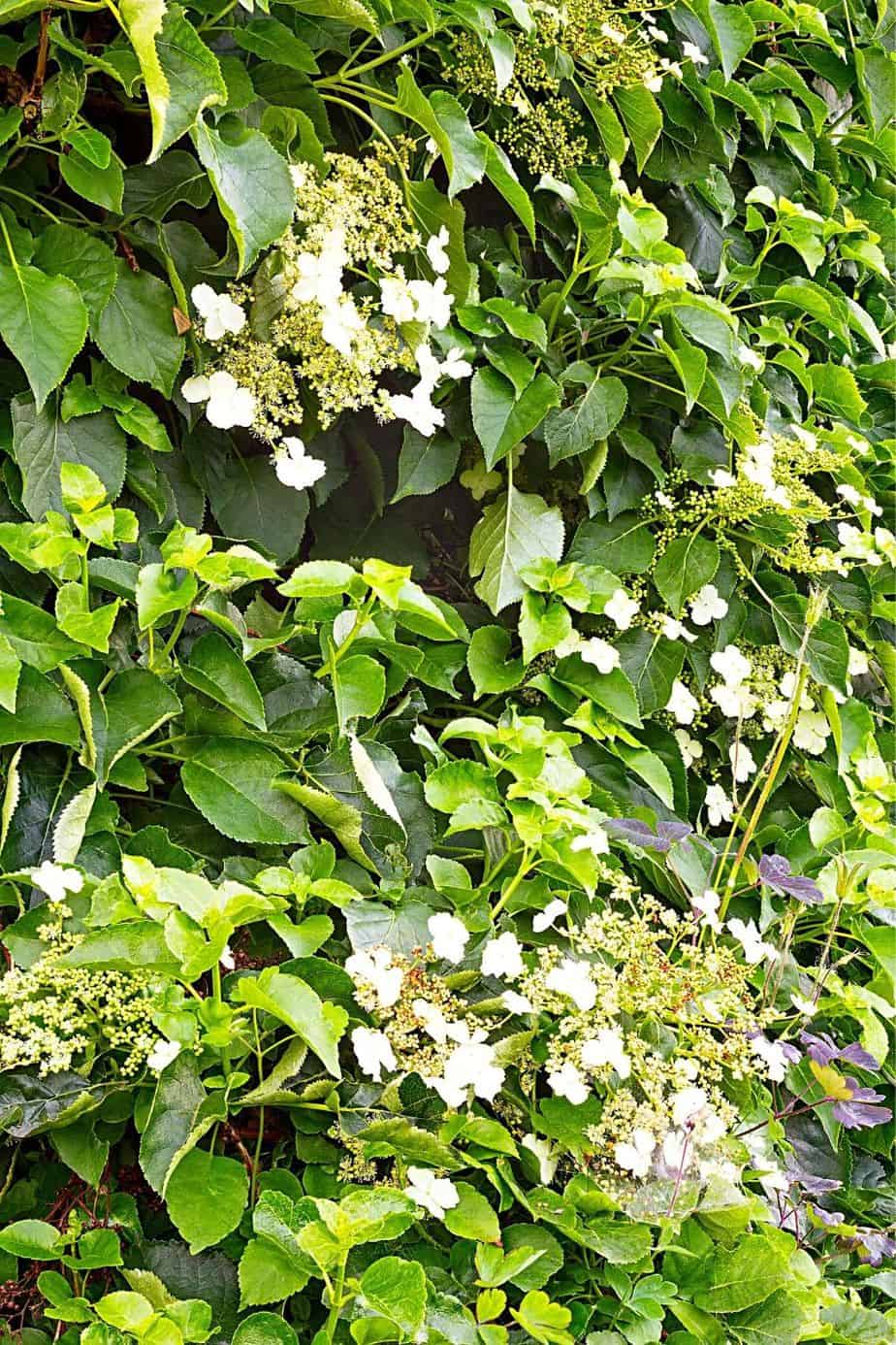 Hydrangea Integrifolia grows without complications in shady areas of north-facing side of the house