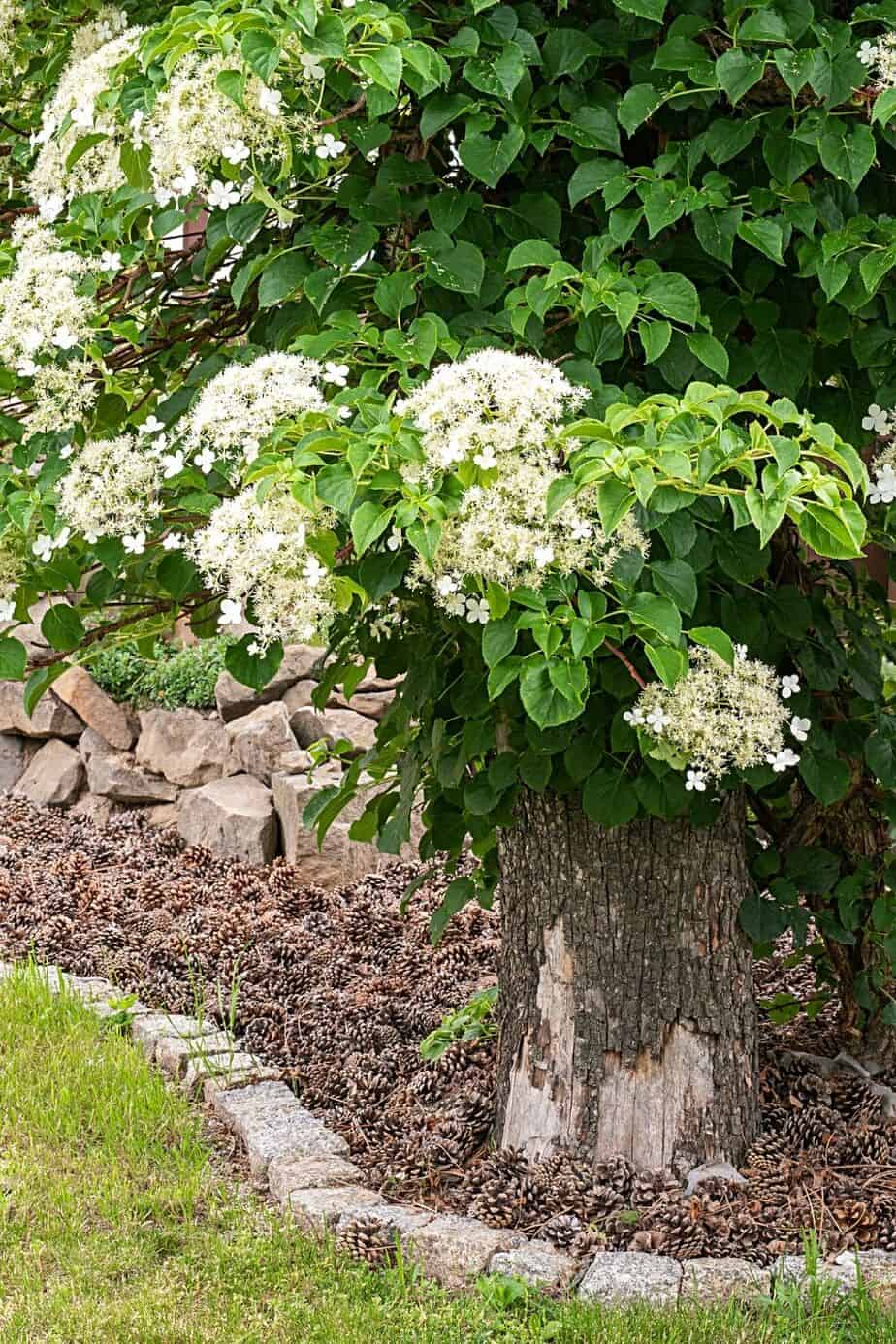 Hydrangea integrifolia wilt when exposed to direct sunlight, hence, it's best to grow it in shaded areas like a northwest-facing garden