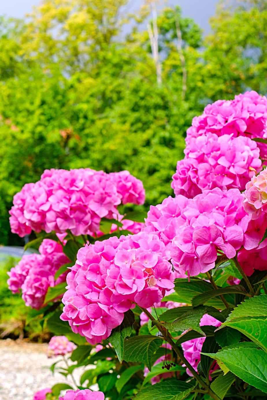 Hydrangea, as it grows 8 feet tall and 8 feet wide, is another plant you can grow for privacy