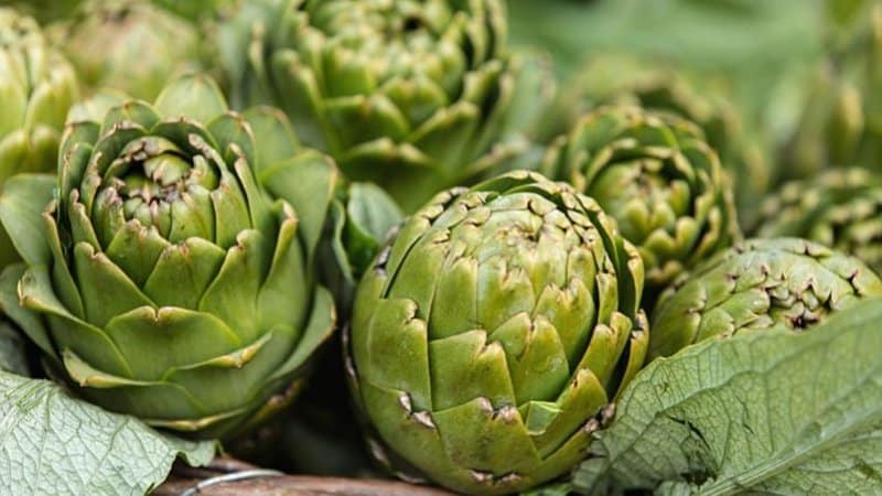 You can grow Hydroponic Artichoke if you ensure to control the environment and provide the nutrients it needs