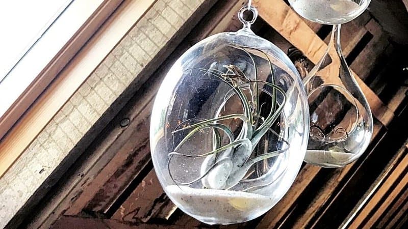 If you prefer to grow your succulents in a terrarium, give the glass hanging terrariums a try