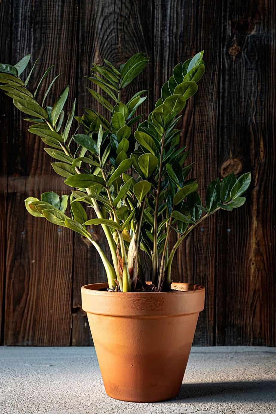 If you're cleaning your ZZ plant's leaves with the swish bucket method, make sure to dry it in a shady area
