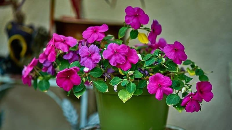 Impatiens thrives best in a shaded porch as they like growing in partial or full shade