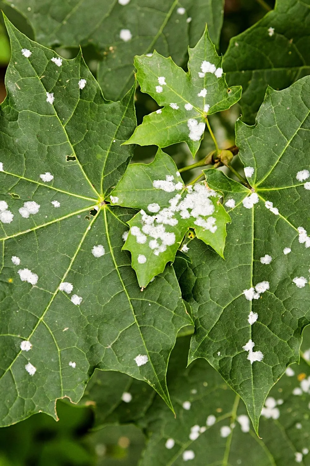 In early stages, a plant infested with powdery mildew has white spots on its leaves