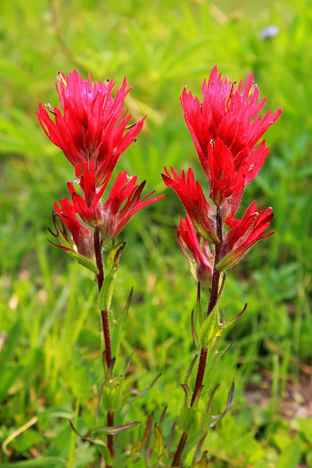 Indian Paintbrush is another drought-resistant plant that attracts butterflies to your southwest facing garden