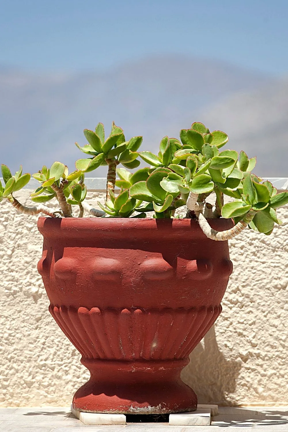 Jade Plant is a classic plant that you can grow on a southeast-facing window as it has a manageable care routine