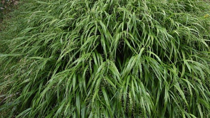 Japanese Forest Grass is another graceful and attractive plant to grow in your shaded porch