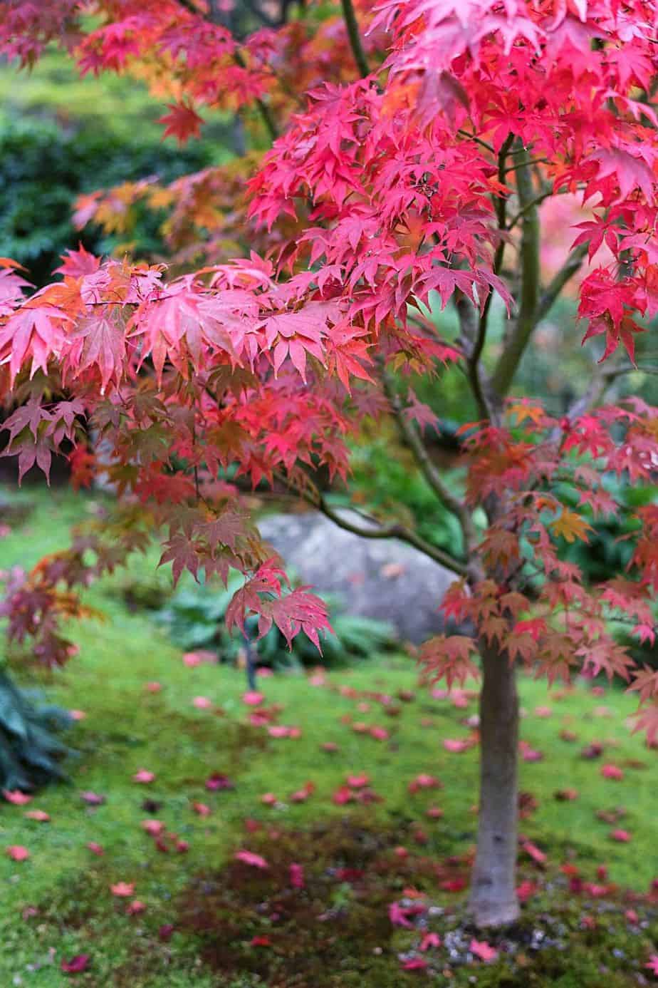 Japanese Maple loves cold, damp areas like the east-facing side of the house