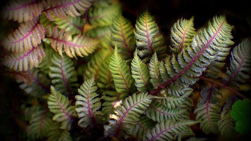Japanese Painted Fern is one of the most peculiar-looking plants that you can grow in a shaded porch