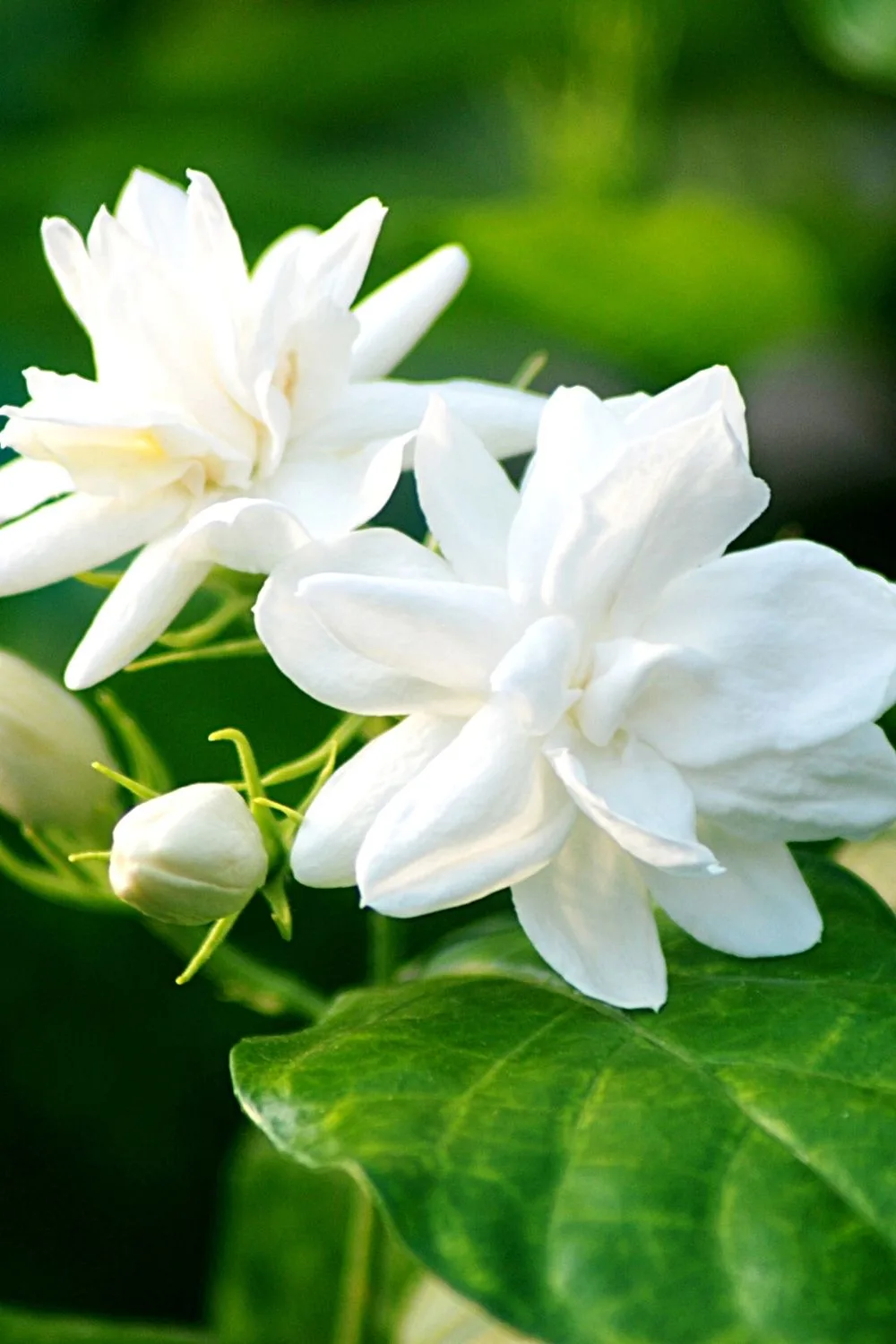Jasmine's fragrant white blooms are a great way of beautifying your southeast-facing window