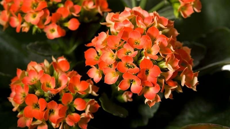 If you're into flowering plants, the Kalanchoe is a great choice when looking for a plant to grow in an apartment