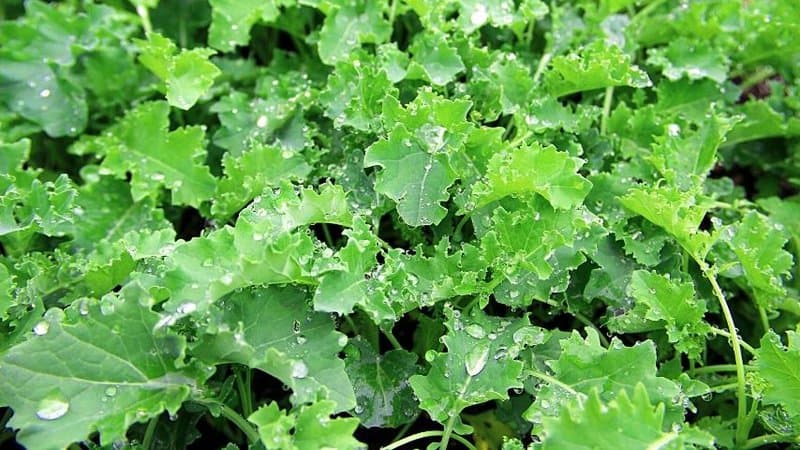 Kale is another delicious vegetable you can grow during spring