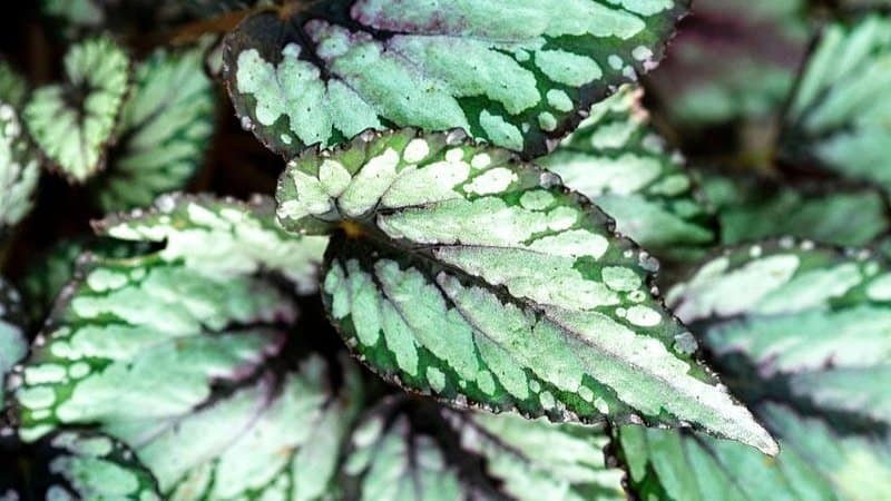 The lovely painted patterns on the King Begonia is enough to enliven your terrarium
