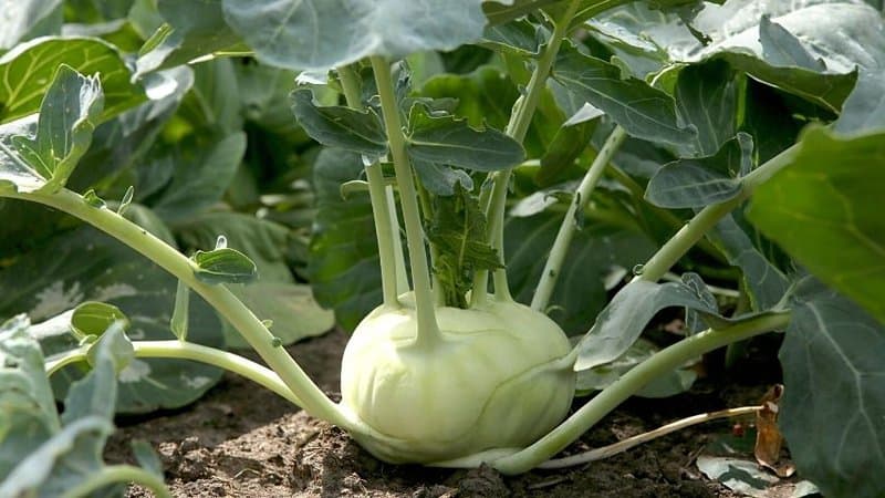 Kohlrabi's bulbous stems can be a constant source of nutrients for your salads that grows well during spring