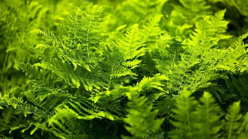 Lady Fern is another plant you can grow in a shaded porch