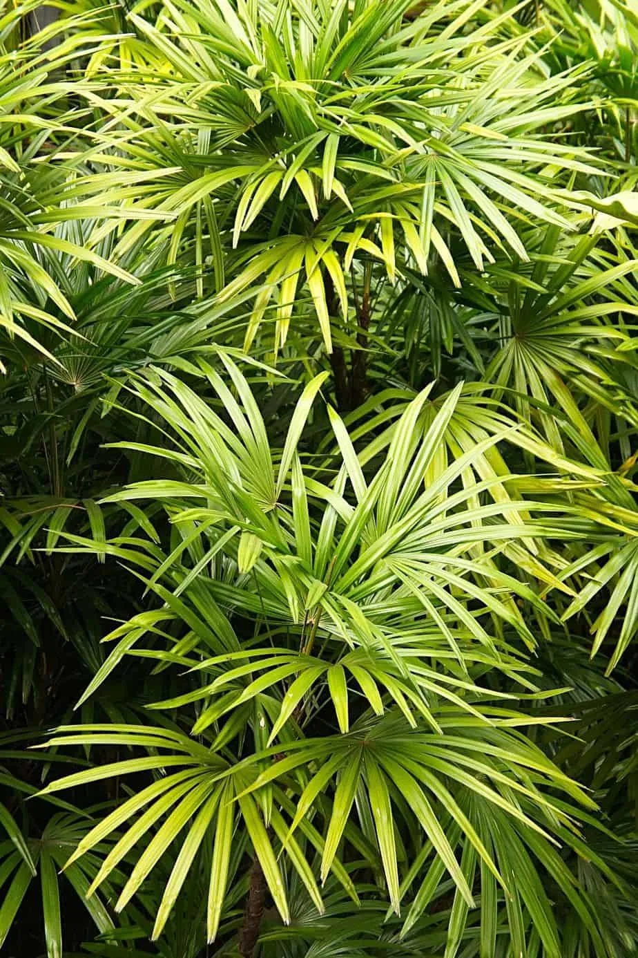 Lady Palm, with its long, slender leaves, is another great addition to beautify a southeast-facing window