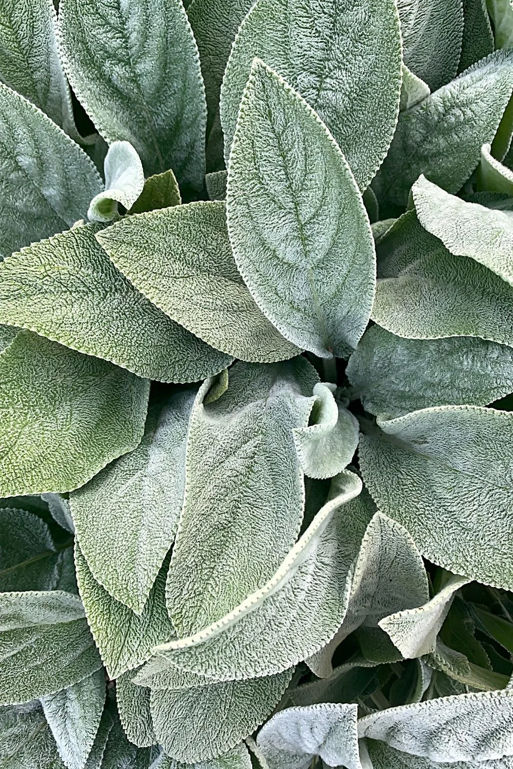 Lamb’s ear, known for its soft and fuzzy foliage, is another great addition to the west-facing side of the house garden