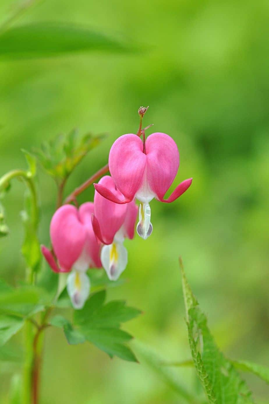 Lamprocapnos Spectabilis is a unique plant that you can grow in the north-facing side of the house