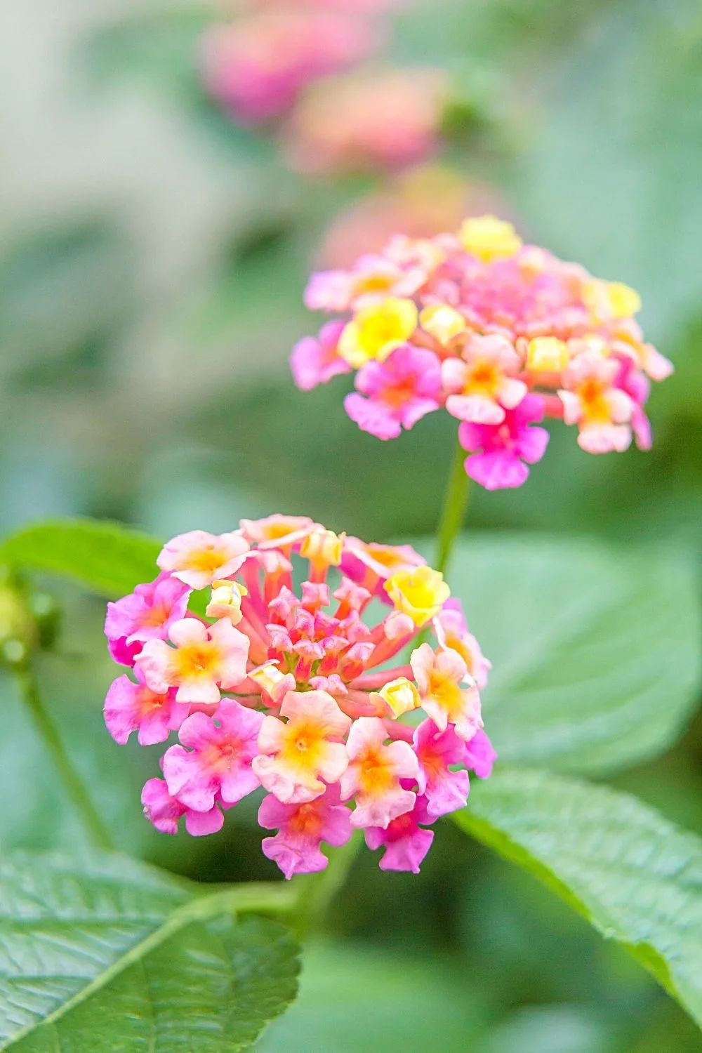 Lantana. though colorful and can be grown on a west-facing balcony, is harmful to your pets