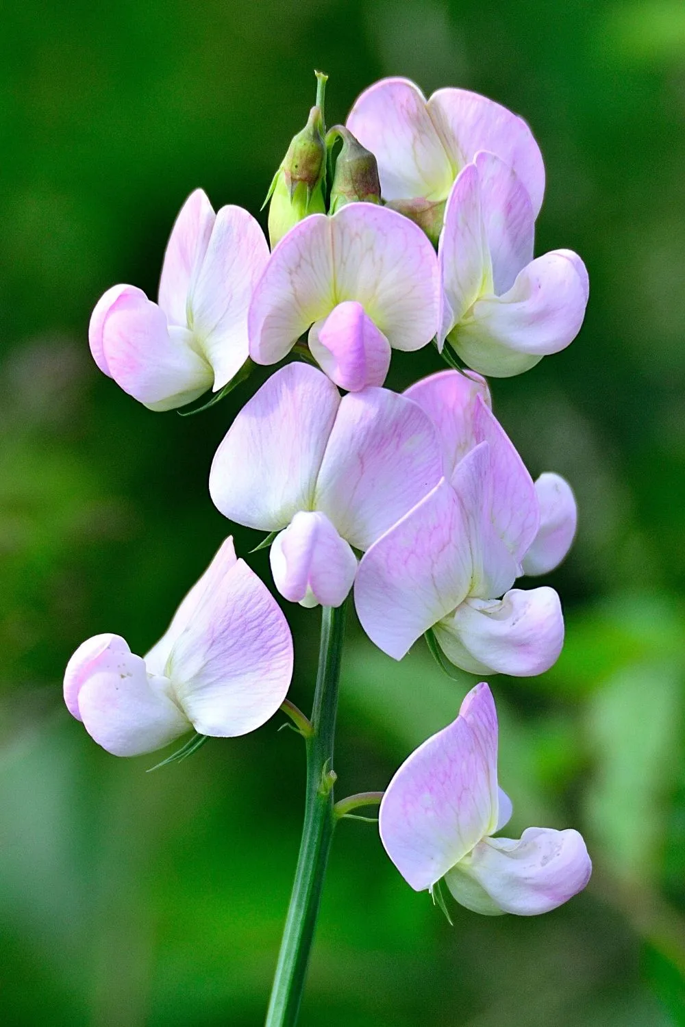 Lathyrus Latifolius can survive without a single ray of sunlight in the north-facing side of the house