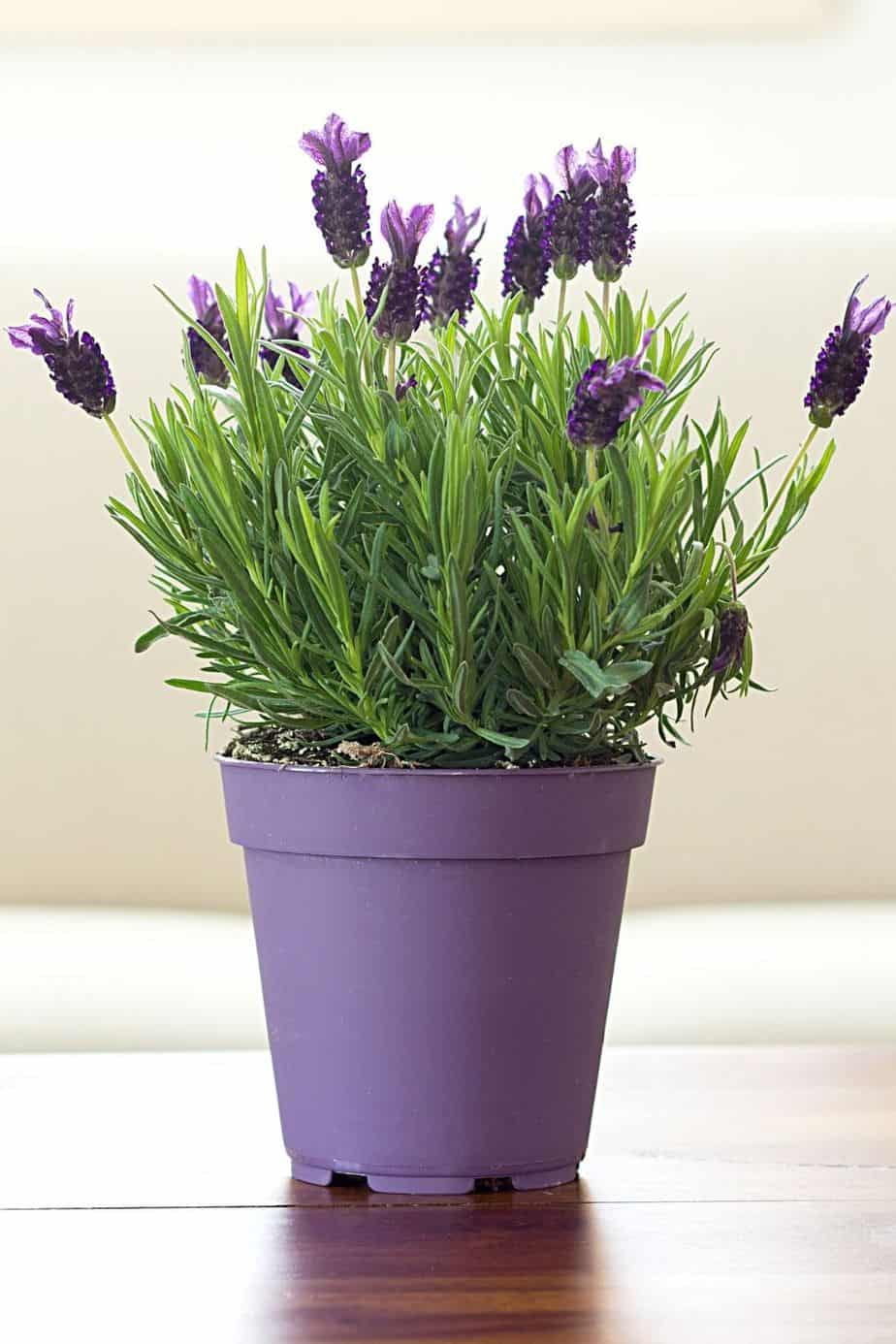 Lavender is a fragrant plant you can grow in a pot on a west-facing balcony