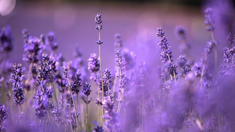 Lavender is one of the upper class blooms that is capable of attracting bees to it