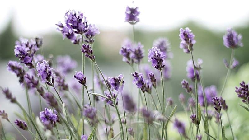 Lavender experiences a 30% boost in growth when you plant them in a hydroponics system