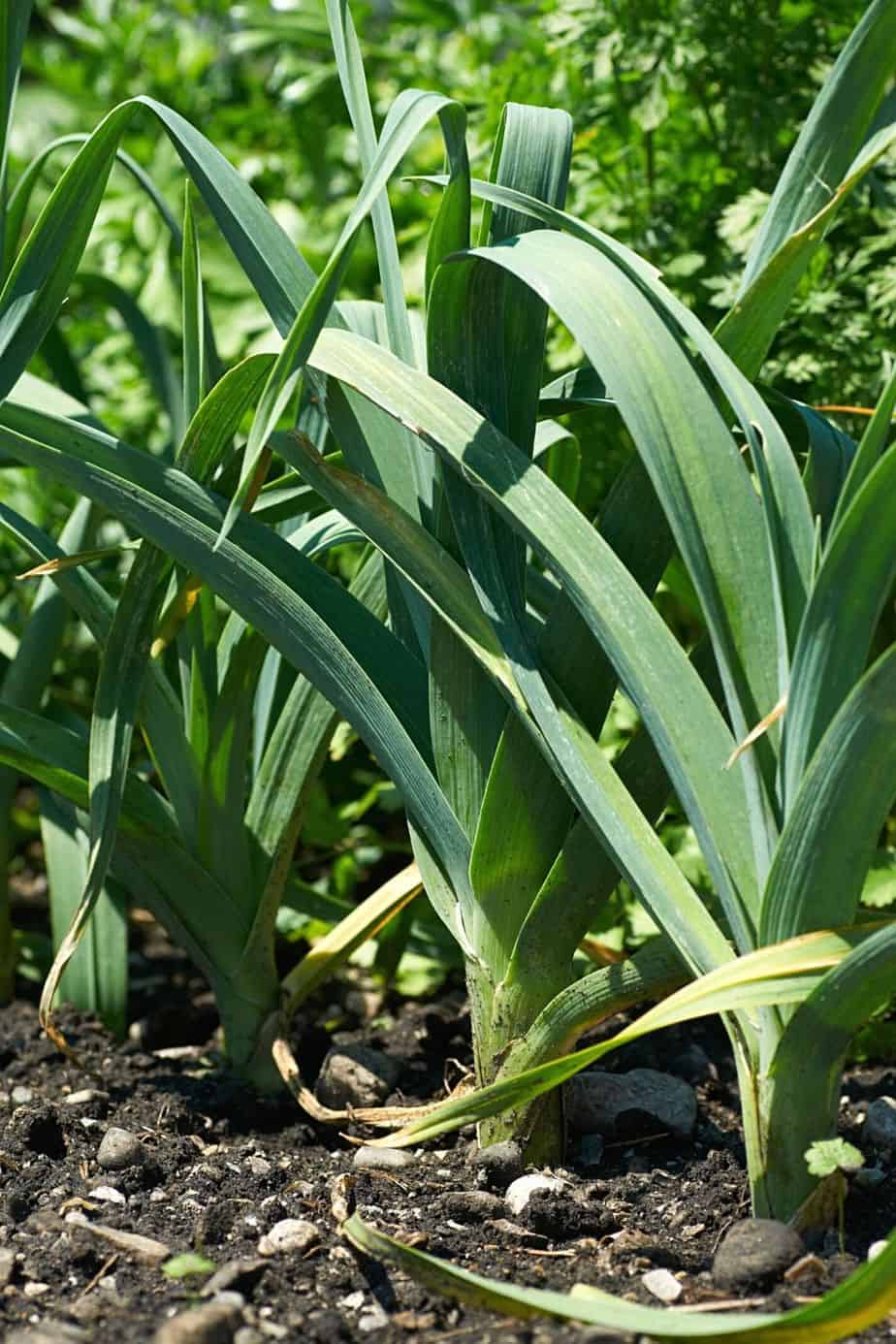 Leek is a great vegetable to grow in a raised bed garden as it is readily available, cheap, and manageable