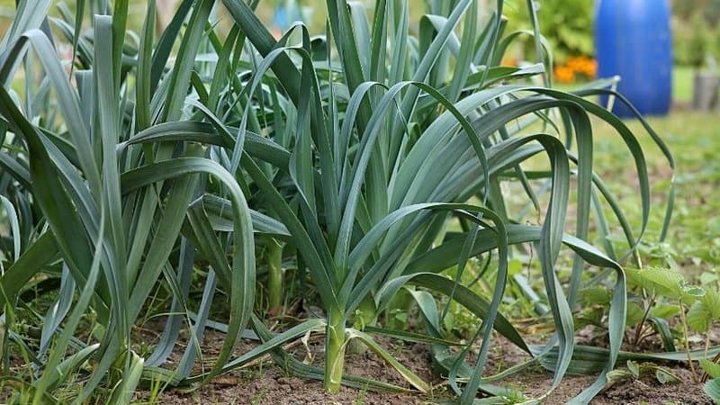 Leeks has a simple growing process that makes it a suitable vegetable to plant in spring
