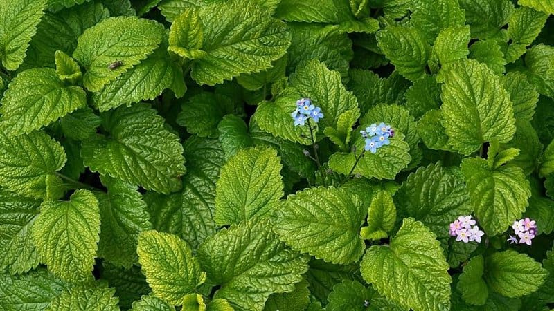 The scent of the Lemon Balm is the greatest factor that attracts bees to it