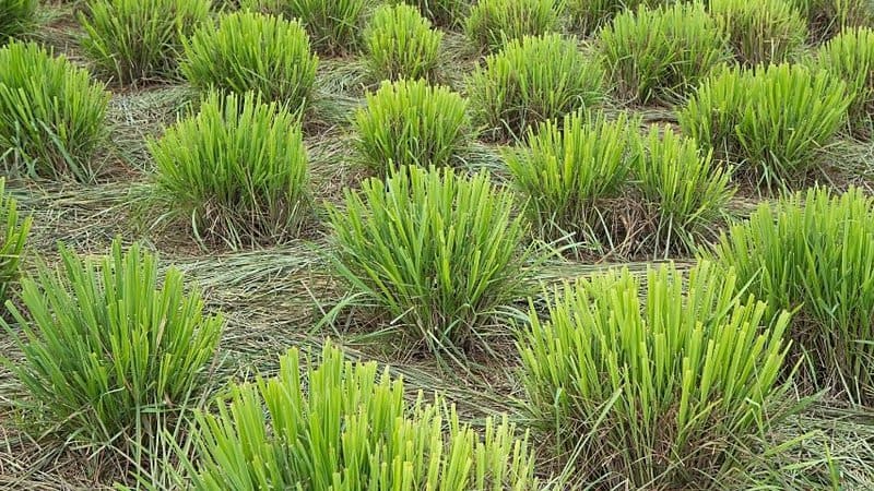 Lemongrass grows fast in a hydroponics system as its seeds germinate within 3-5 days