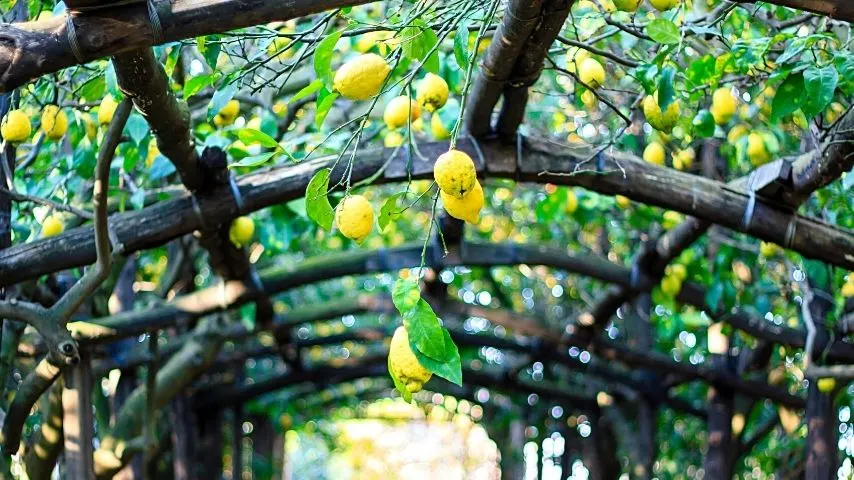 Lemons are citrus fruits that you can grow in your garden during spring