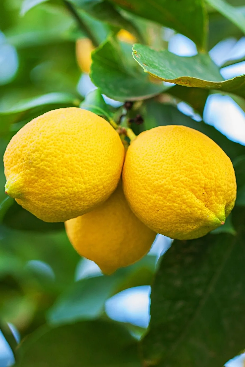Another citrus plant that you can add to your edible plant collection on your south-facing balcony are Lemons