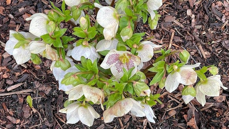 Lenten Rose Ramble, when planted in a shaded porch, has the tendency to continue growing with the help of the partial sunlight it's receiving