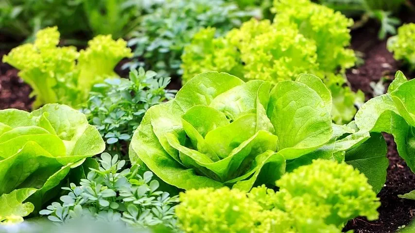 Lettuce is another vegetable that you can grow during spring