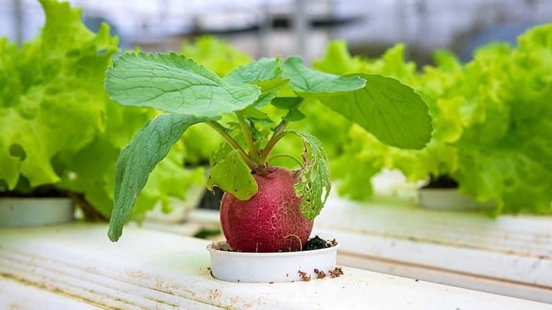 Lettuce is one of the most common plants to be grown in a hydroponics system