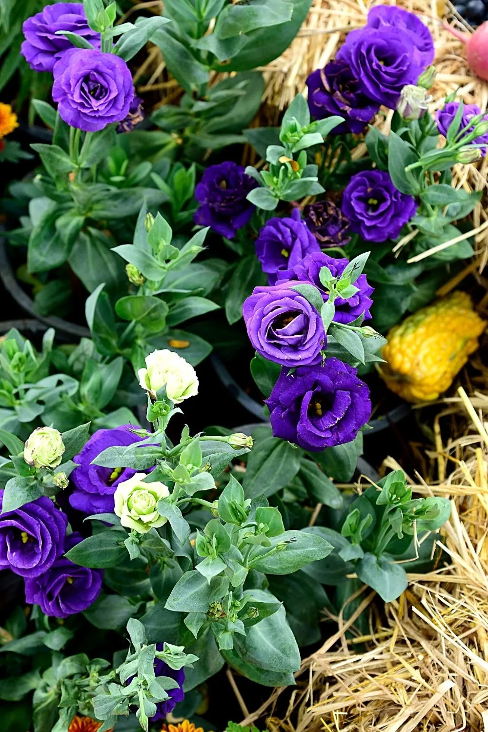 Lisianthus is a stylish and flexible flower that you can grow in your southwest facing garden