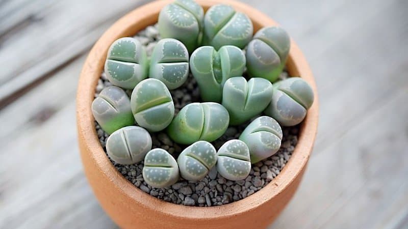 When you grow Lithops in an apartment, it's best to place them in tabletops as decoration