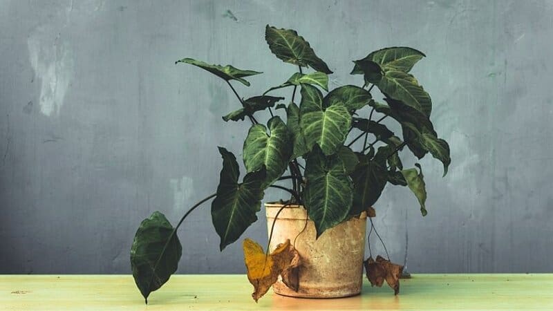 The Live Ivy Plant is a great plant to grow in an apartment if you want a fast-growing plant