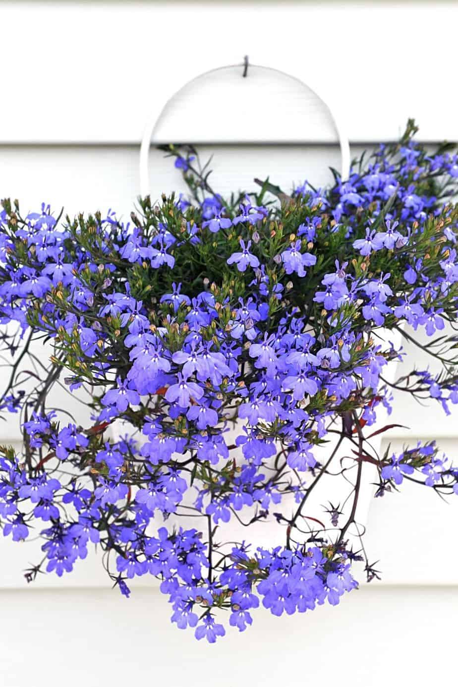 Lobelias are stunning annual plants that you can grow on an east-facing balcony