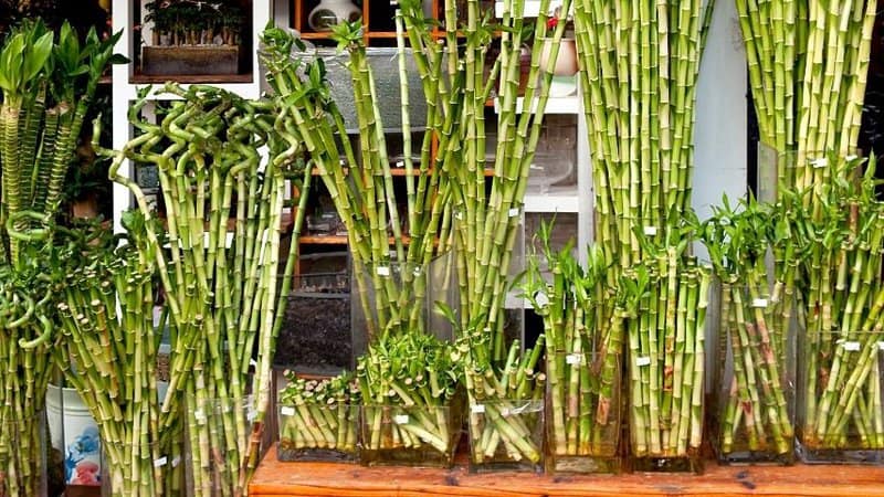 The Lucky Bamboo is another great addition to your plants grown in an apartment as you can make it grow in water