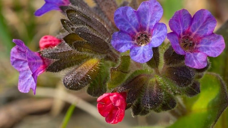 If you're looking for a flower with transiting colors to grace your shaded porch, make sure to include Lungwort (Pulmonaria) in your plant collection
