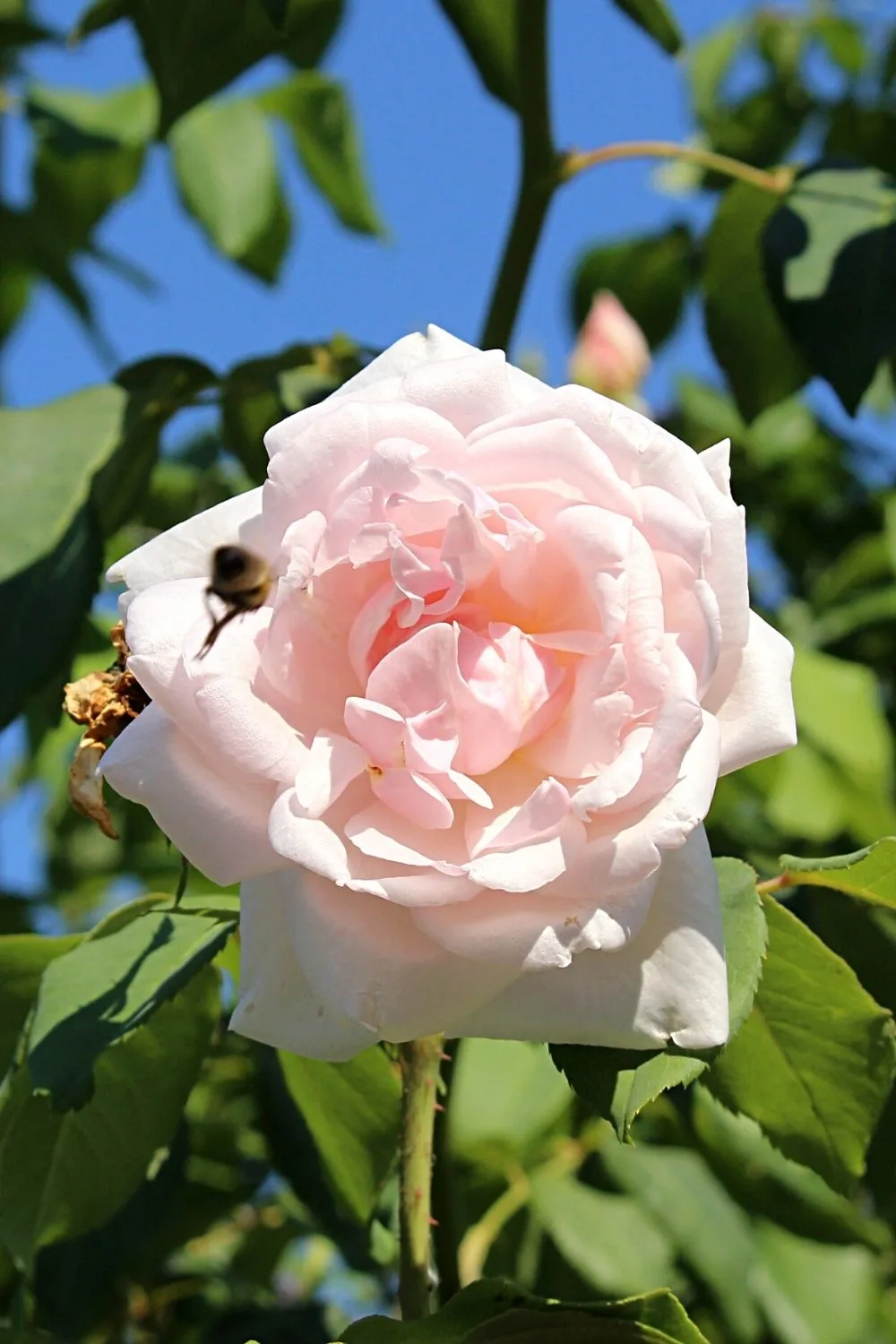 Madame Alfred Carrière' grows white flowers all year round, which can appear pink-tinted on the north-facing side of the house