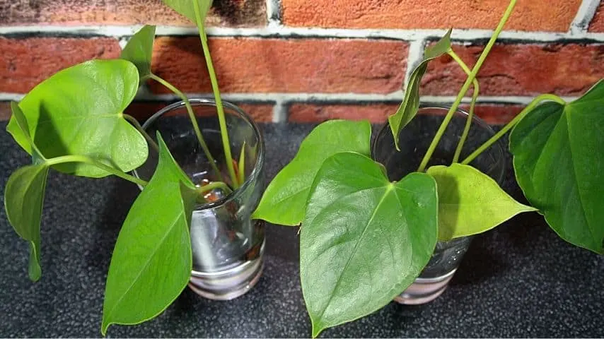 Make sure to place your Anthuriums in an area with an easy access to filtered and indirect light