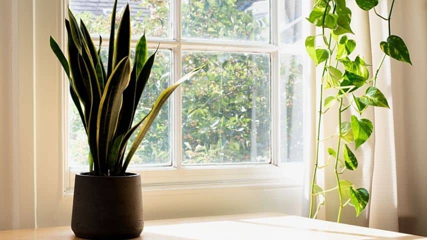 Make sure to place your snake plant in a spot less exposed to indirect sunlight to avoid brown spots