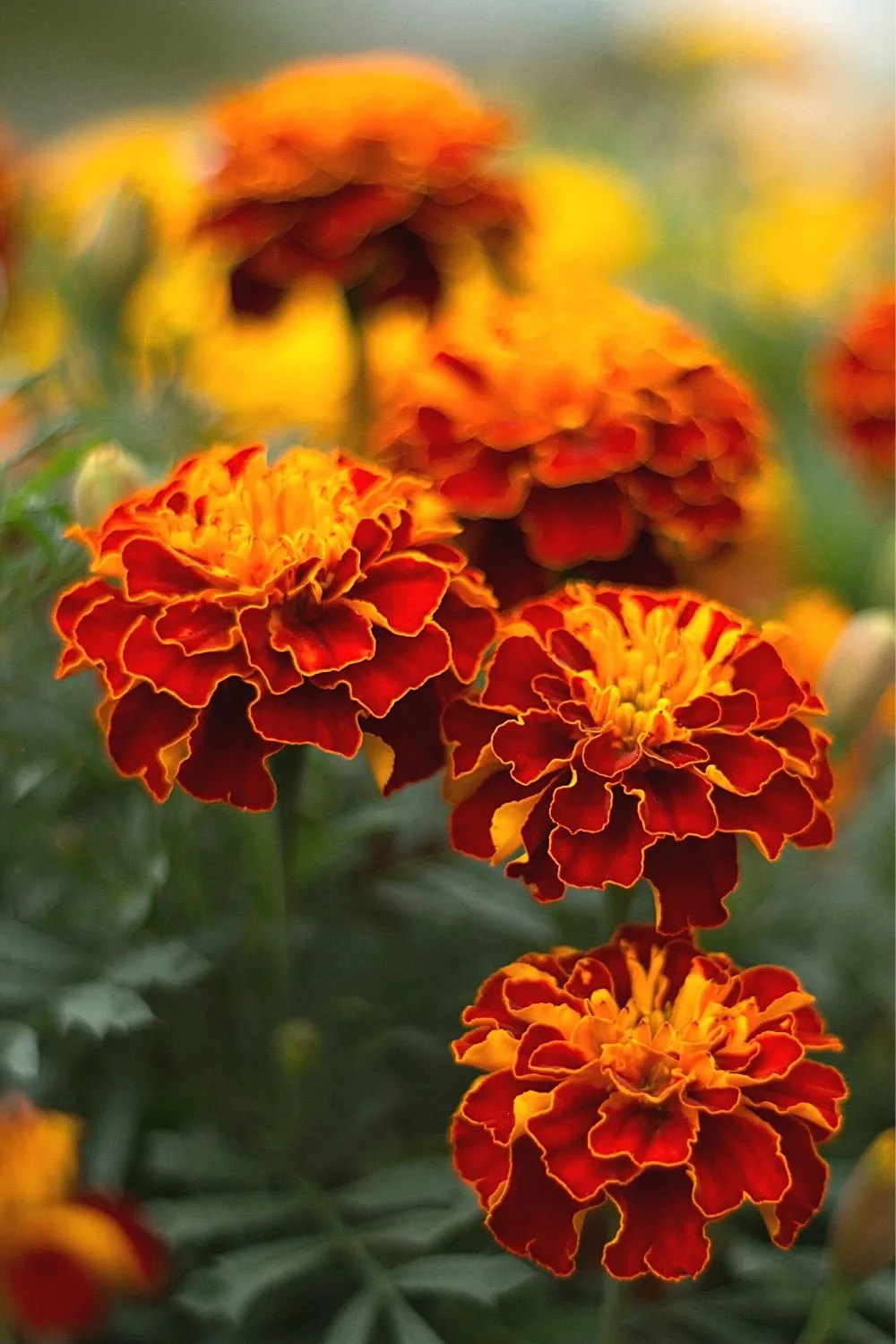 Marigold is another sunshine-colored plant that you can grow in your west-facing balcony